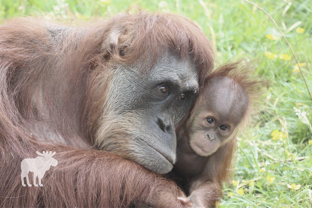 Are Orangutans Going Extinct