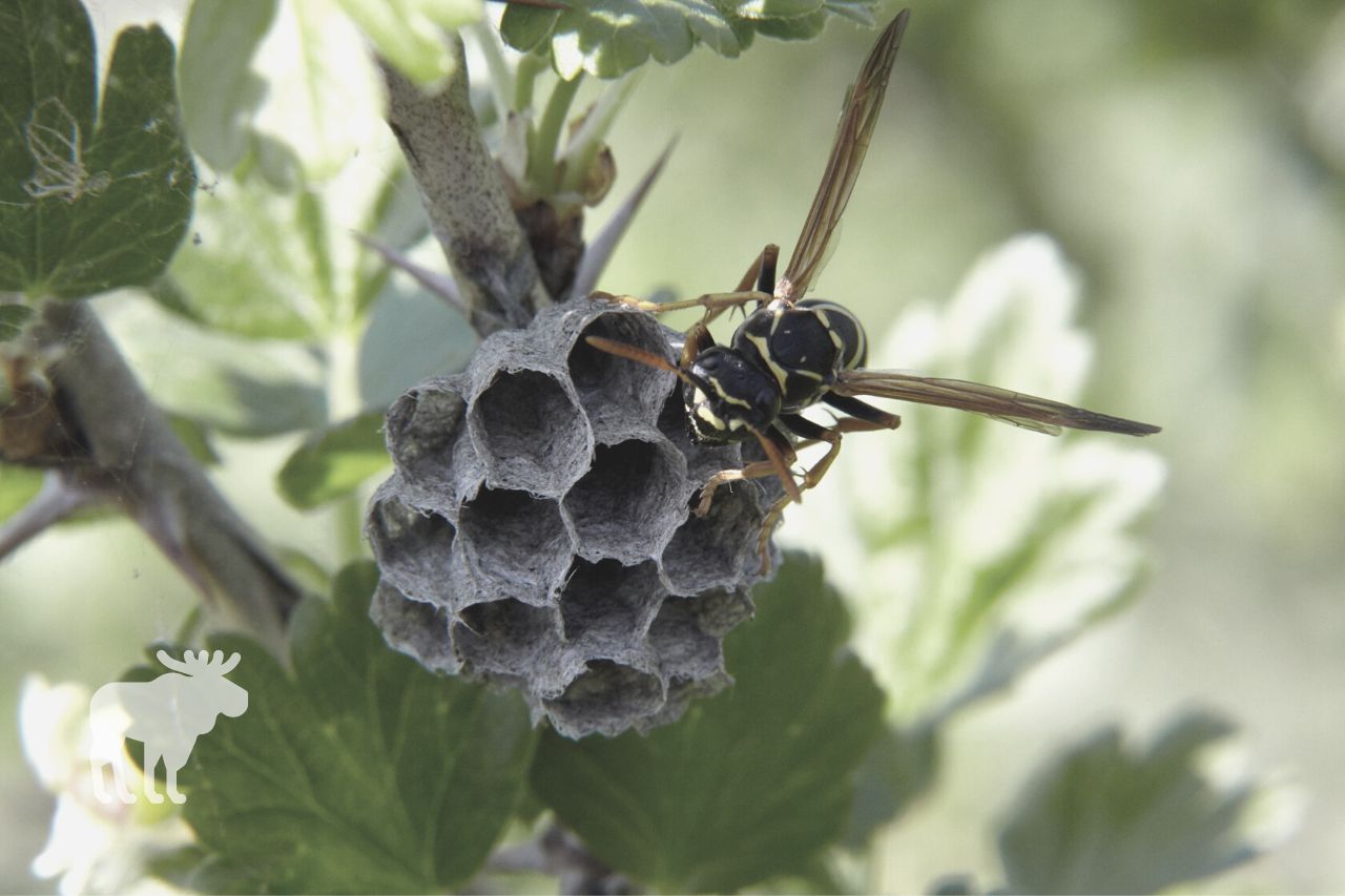 Why Are Wasps Important? What Are They Good For?