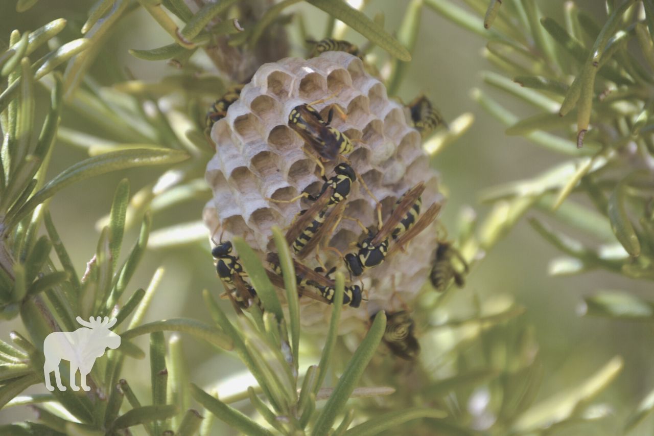 What Do Wasps Do For the Ecosystem