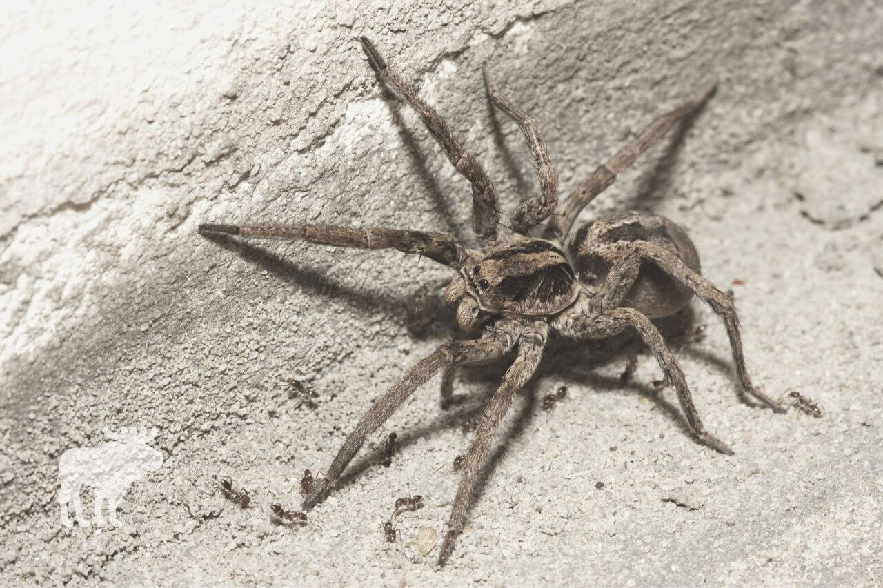 what are the characteristics of a wolf spider