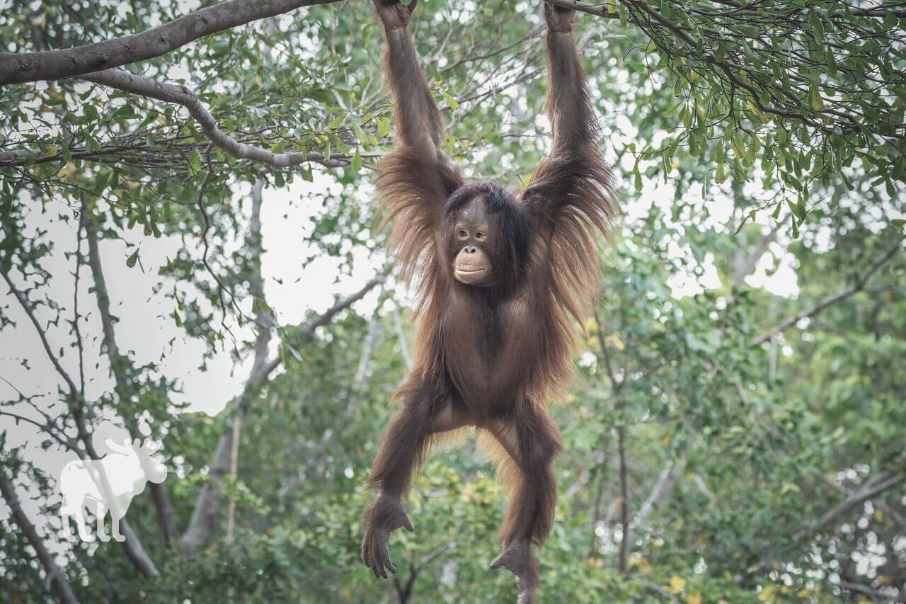How Strong is an Orangutan