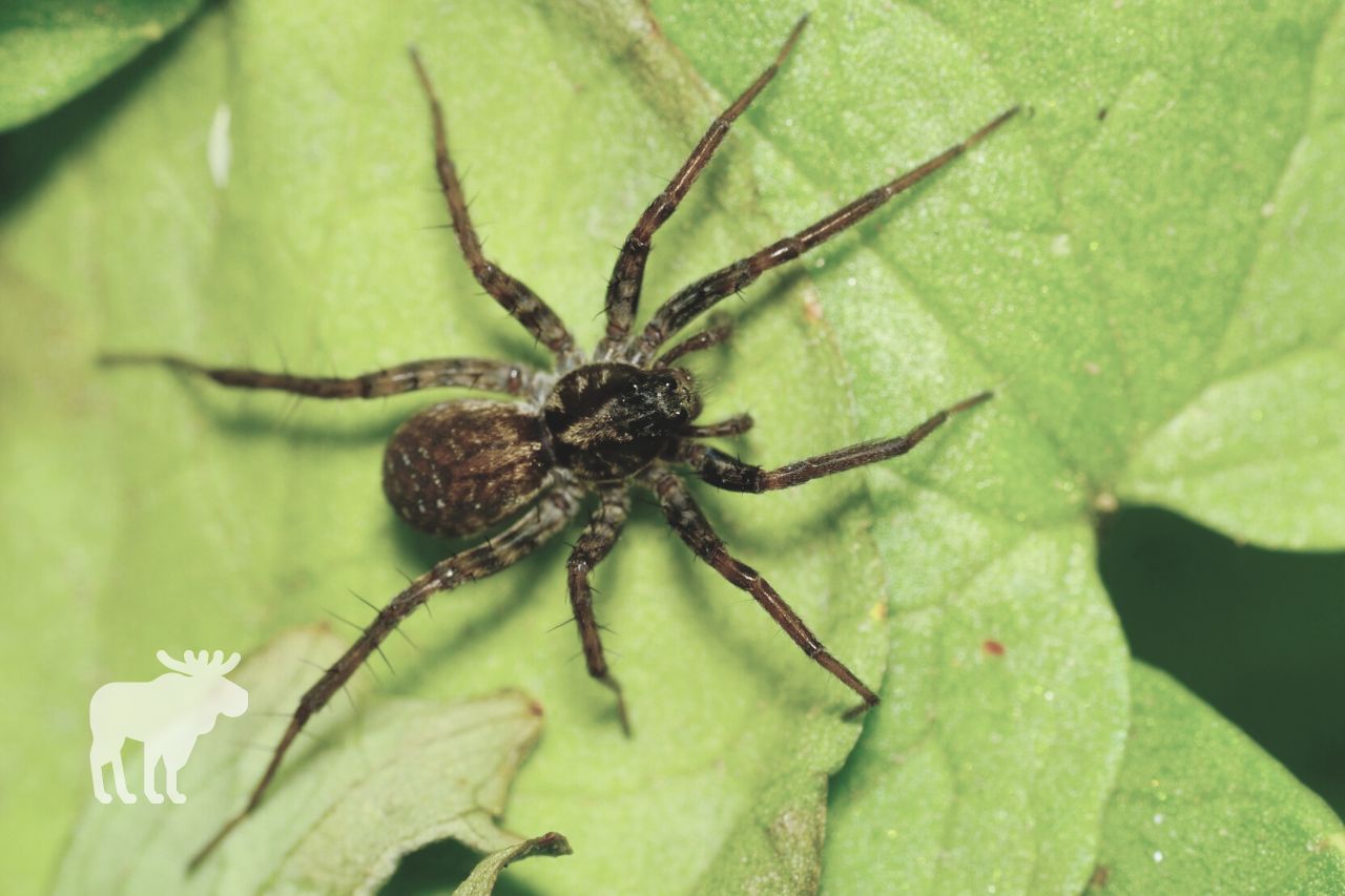 What Do Wolf Spiders Eat and Drink