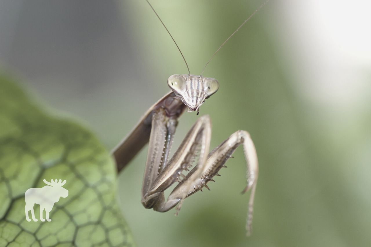 what do praying mantis eat besides bugs