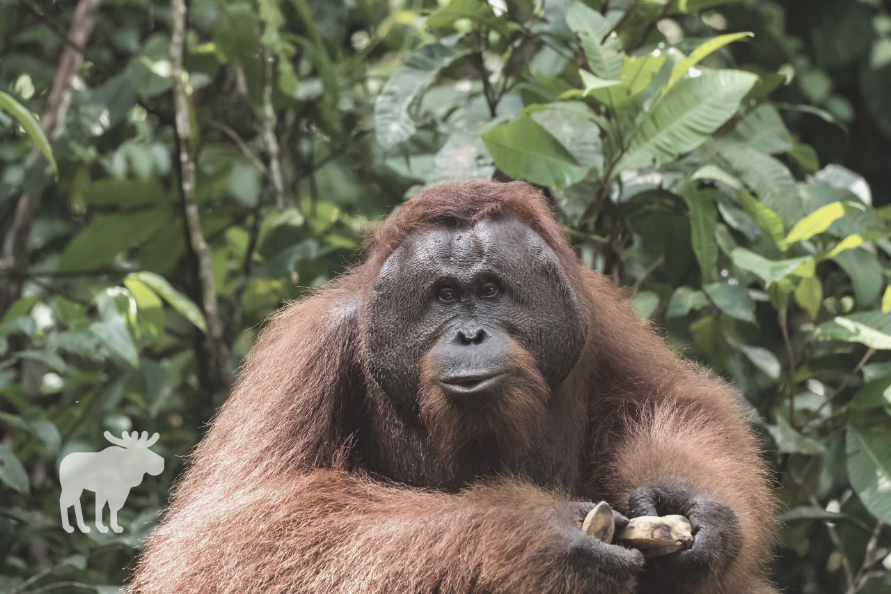 How Similar are Orangutans and Humans