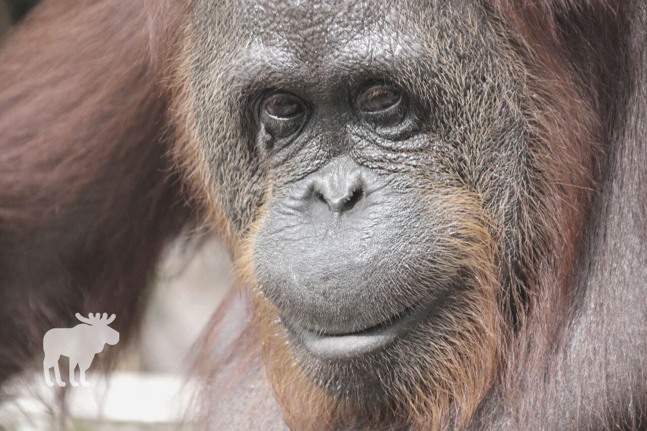 How Smart are Orangutans