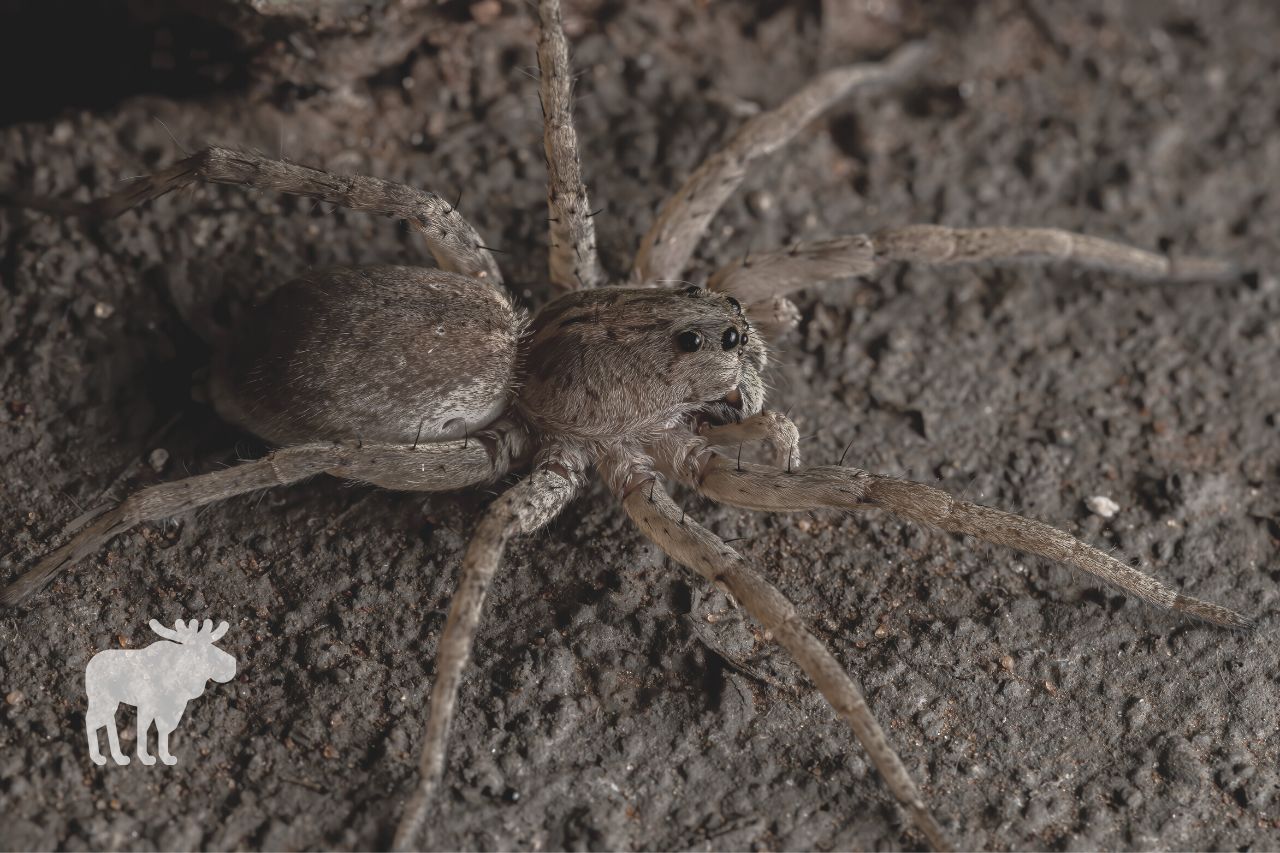 how dangerous are wolf spiders