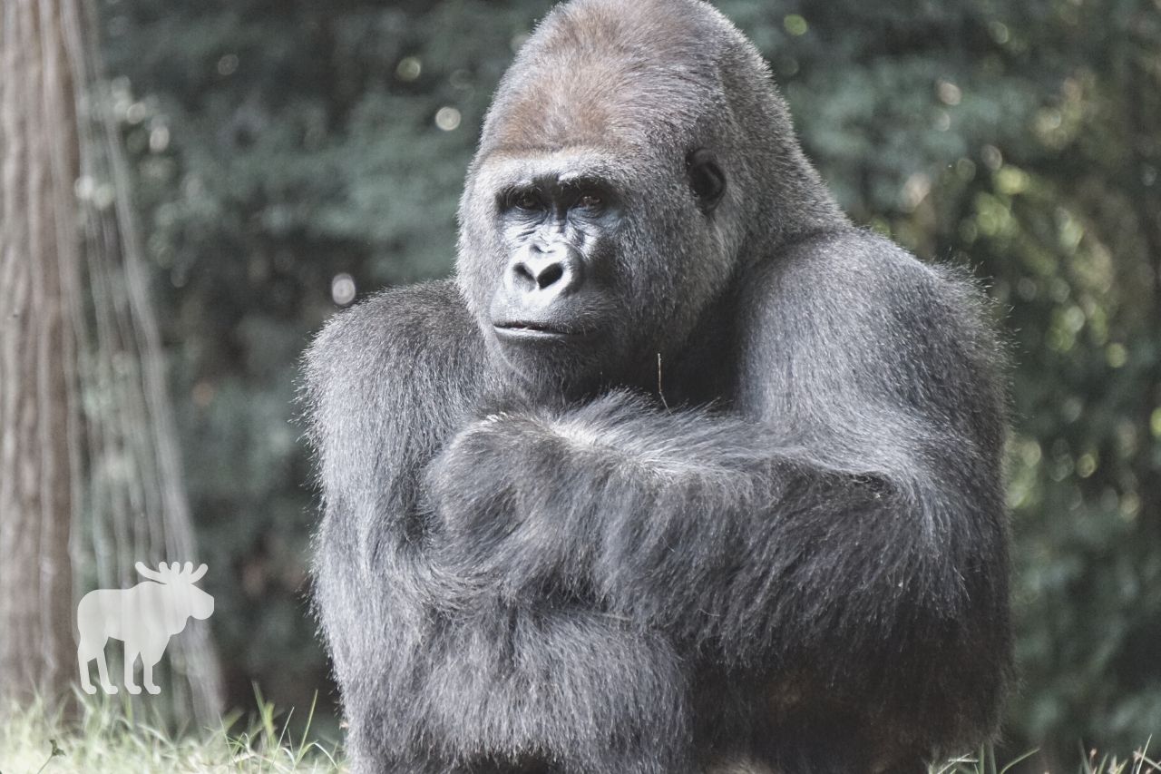 Orangutan Vs. Gorilla: Comparisons