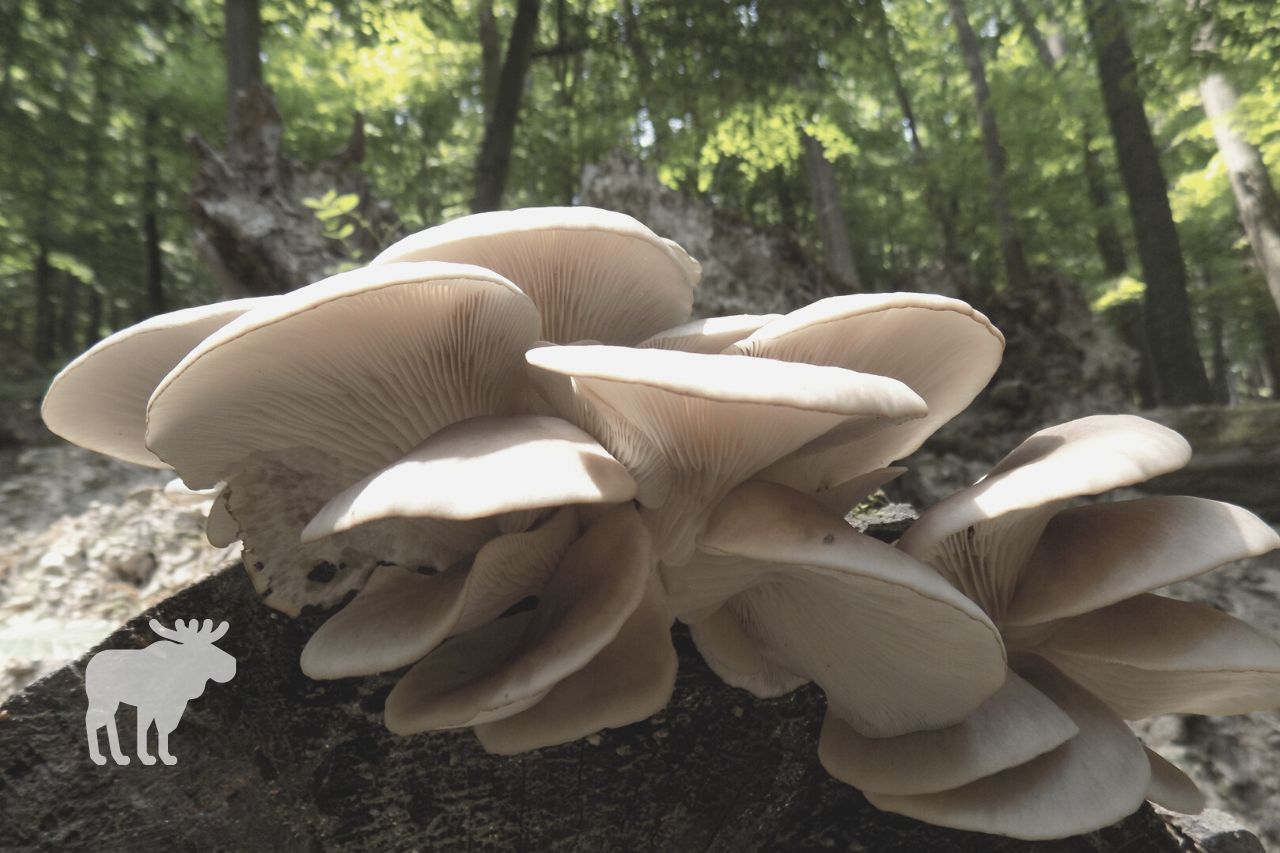 What are Oyster Mushrooms?
