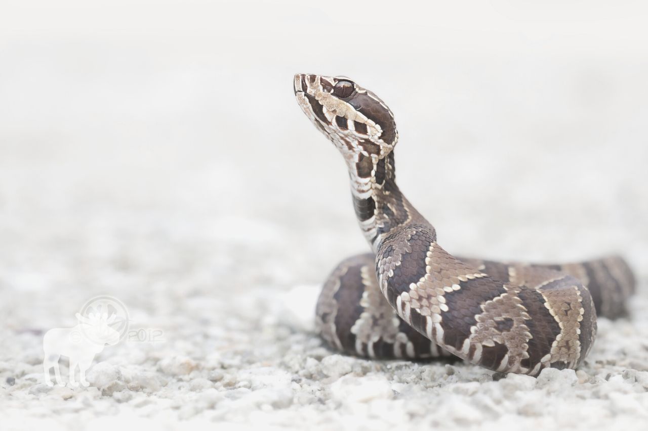 how dangerous is a cottonmouth snake