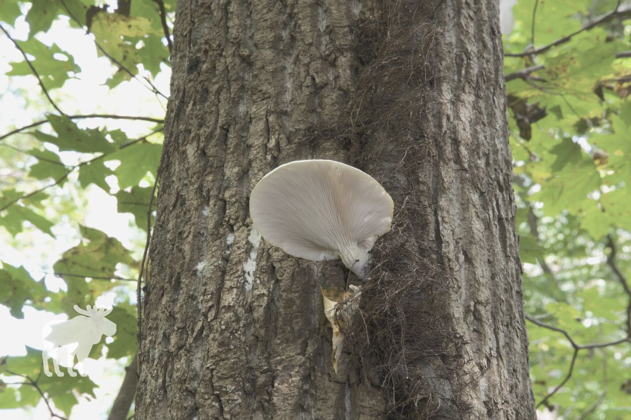 Do Oyster Mushrooms Have Look-Alikes
