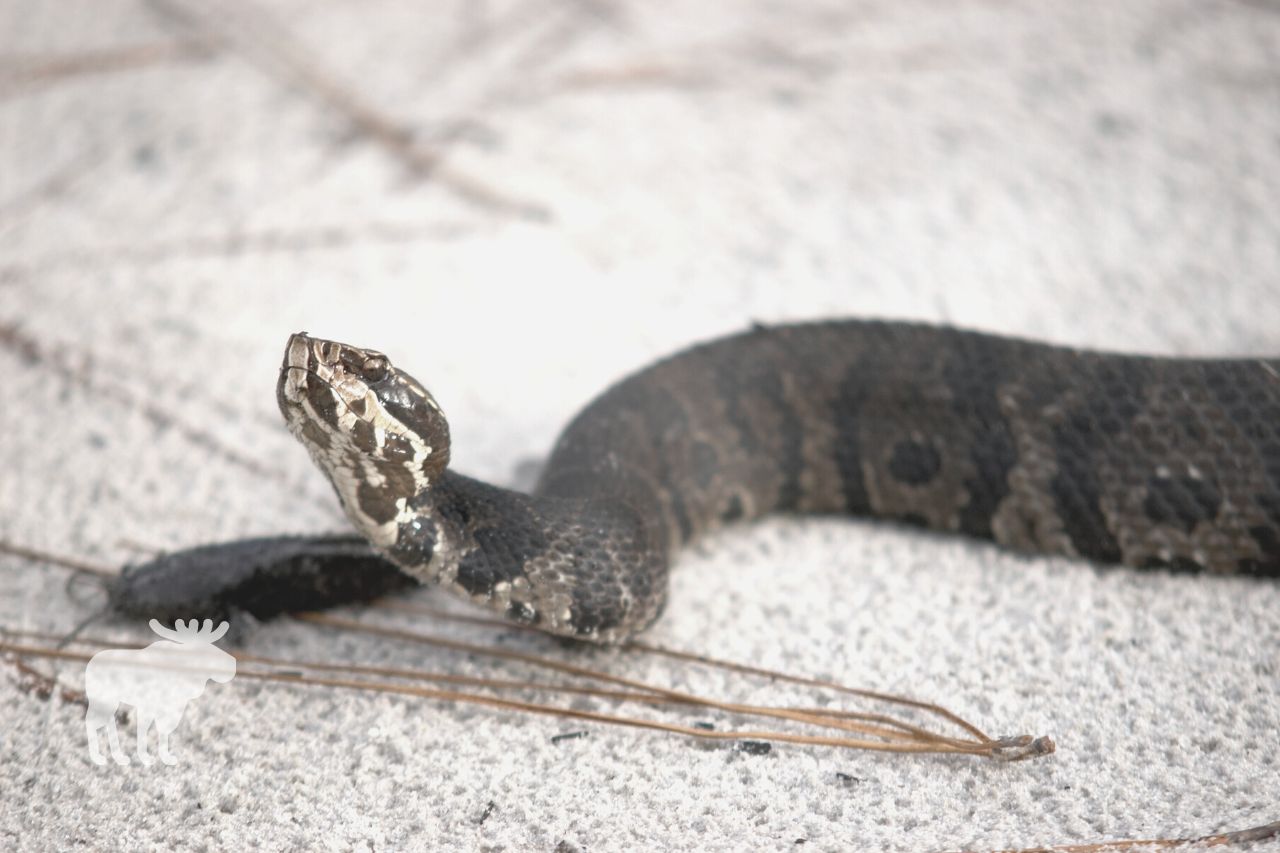 how venomous is a cottonmouth snake