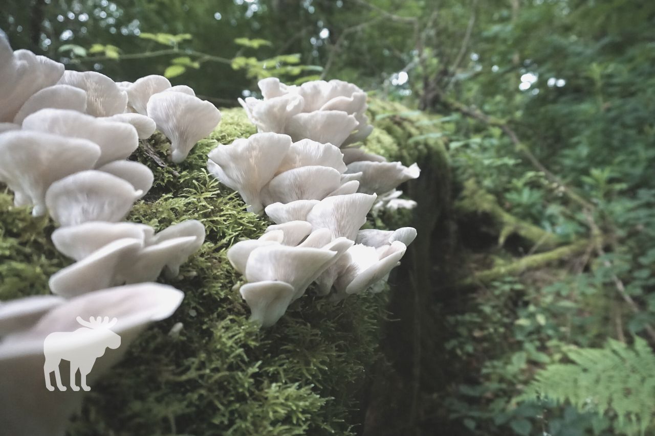 What is the Best Way to Eat Oyster Mushrooms