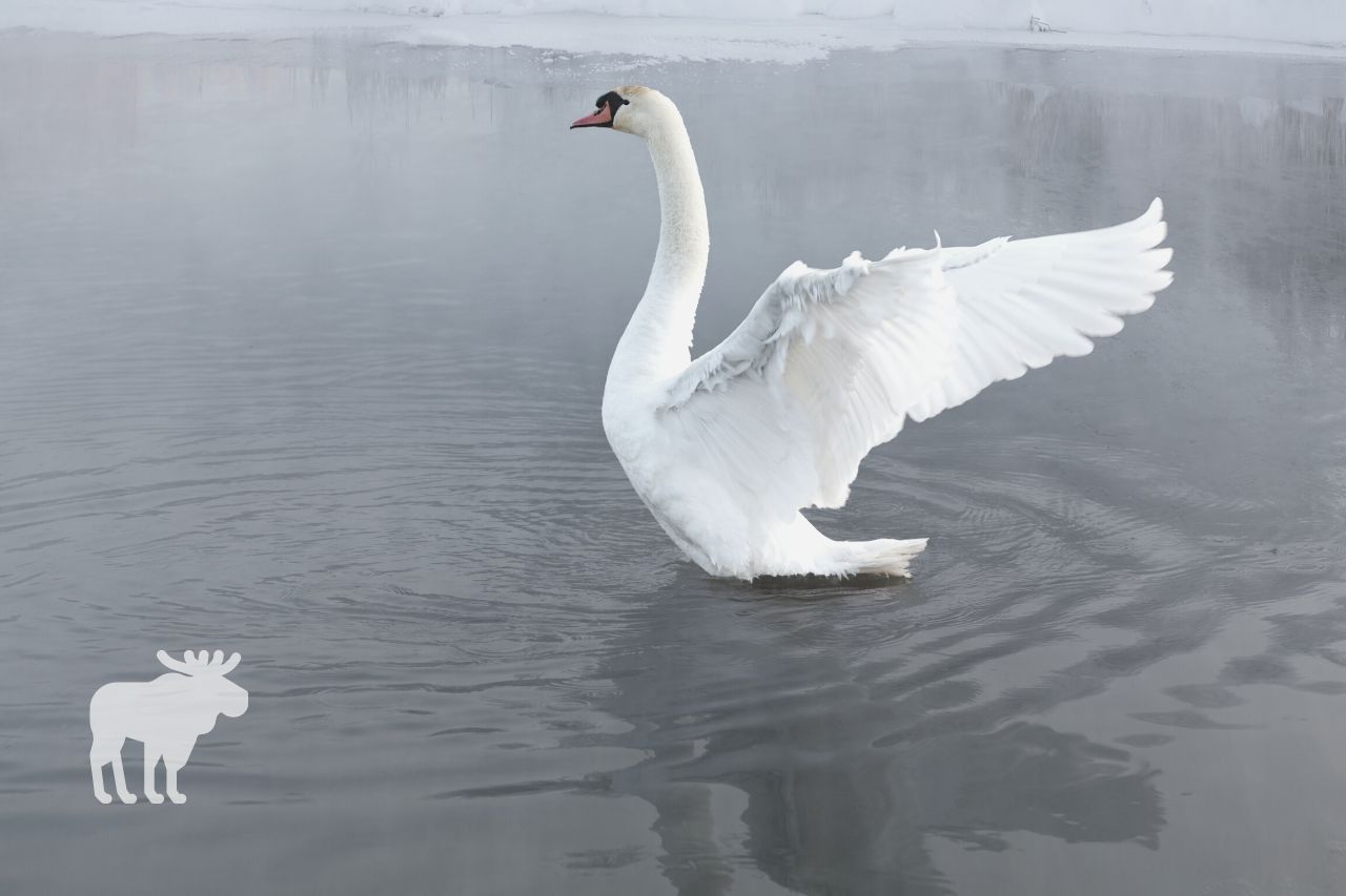 Where Do Swans Go In the Winter