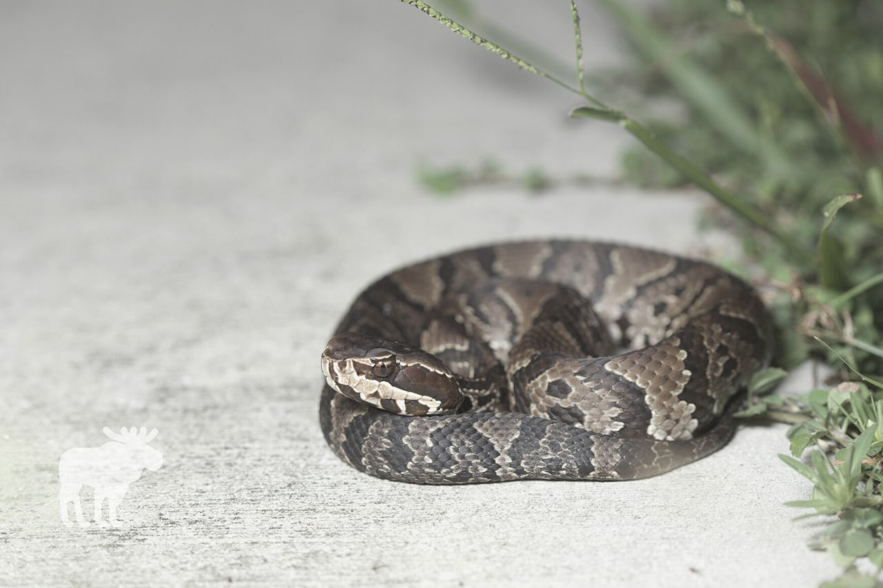 what to do when see a cottonmouth snake