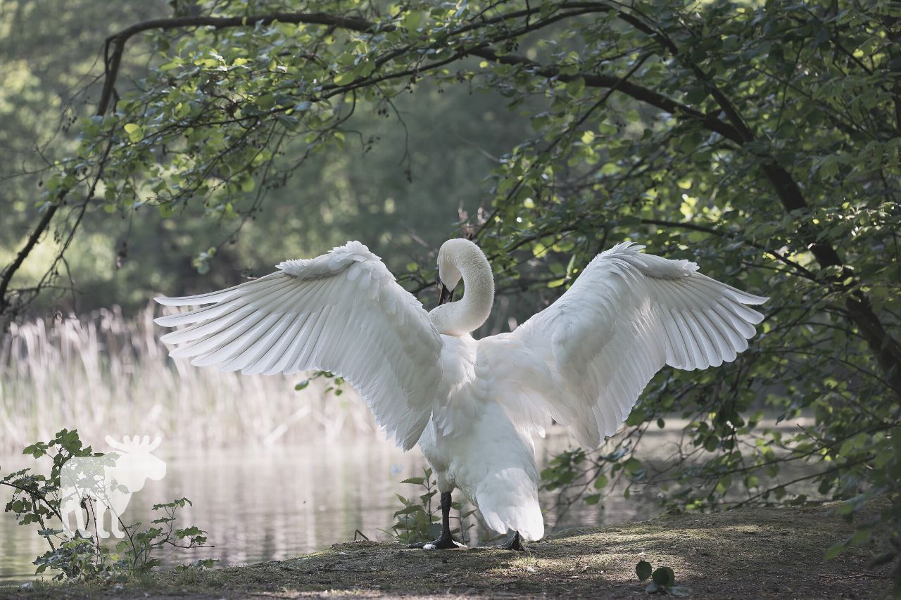 Are Swans Territorial