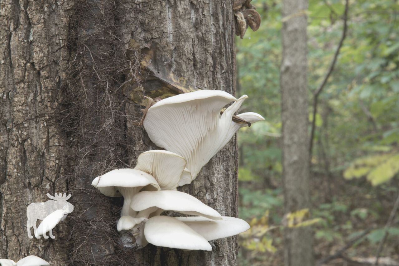 Ways to Clean Oyster Mushrooms