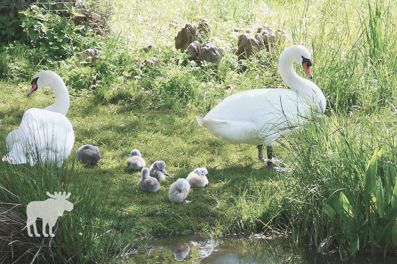 What Do Baby Swans Eat