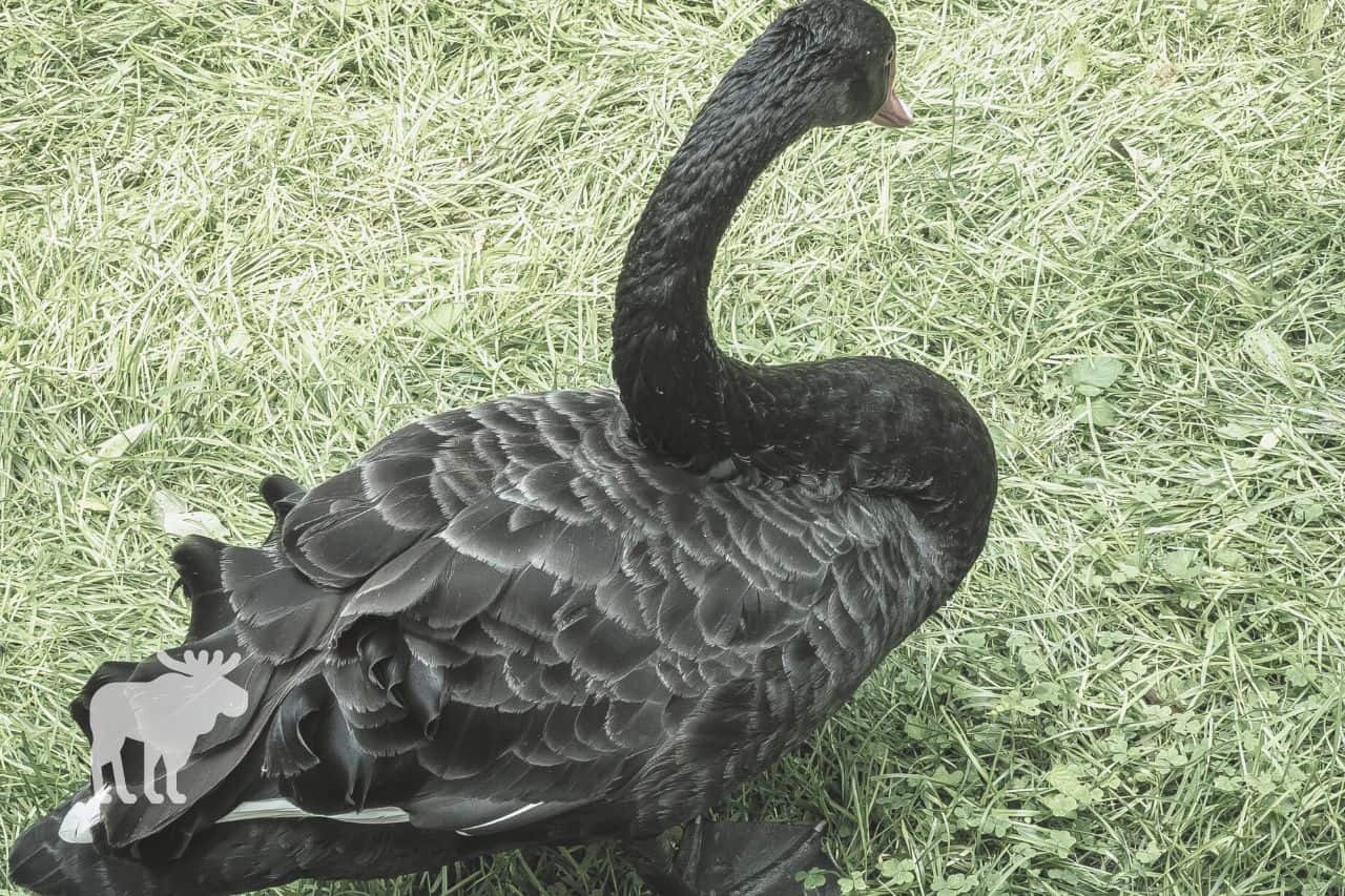Where Are Black Swans Found?