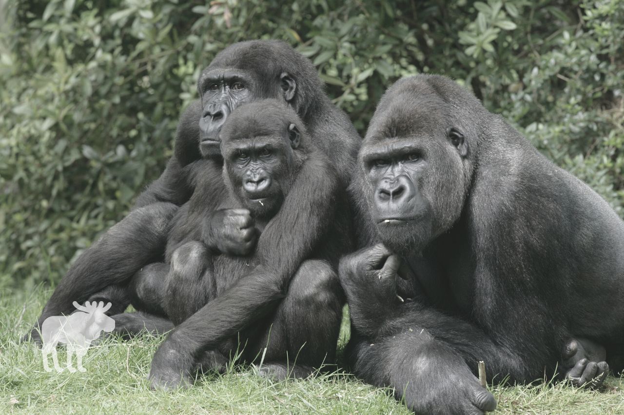 All Of The Reasons Why Male Gorillas Beat Their Chest