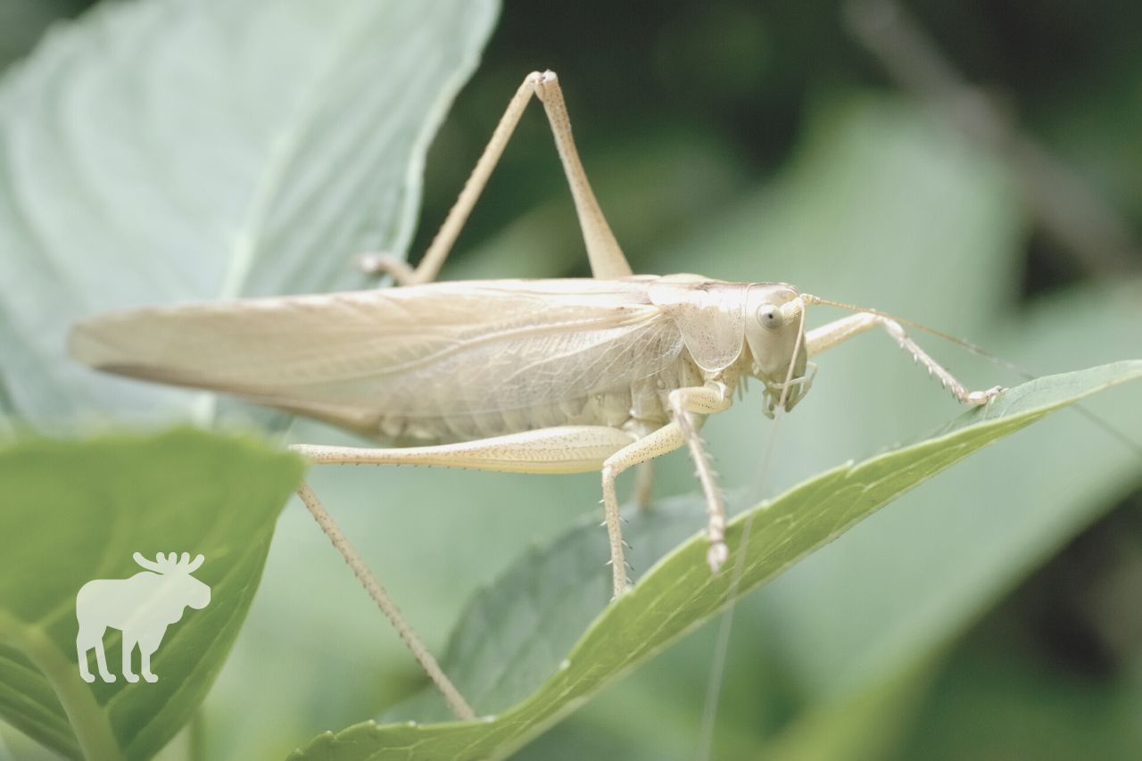 Is the Grasshopper a Predator or Prey