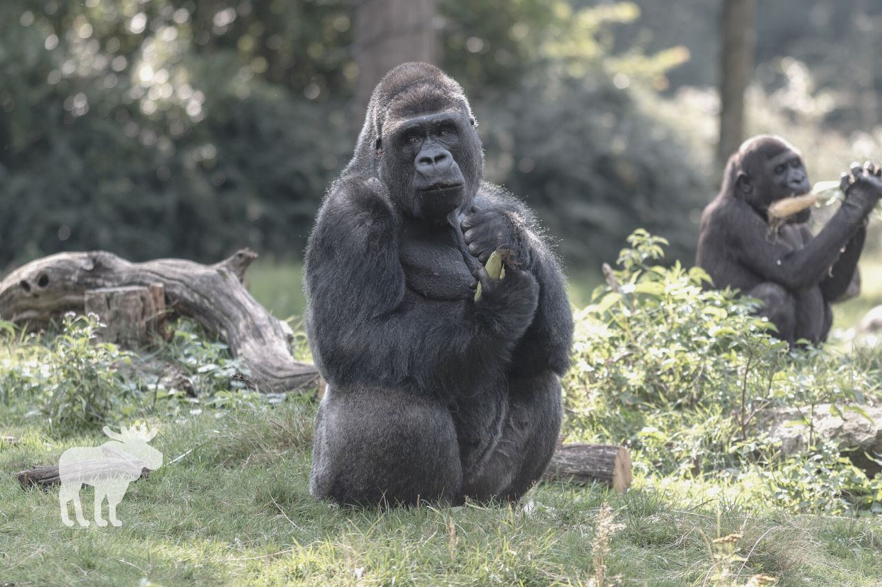 What Do Gorillas Like to Eat in the Wild