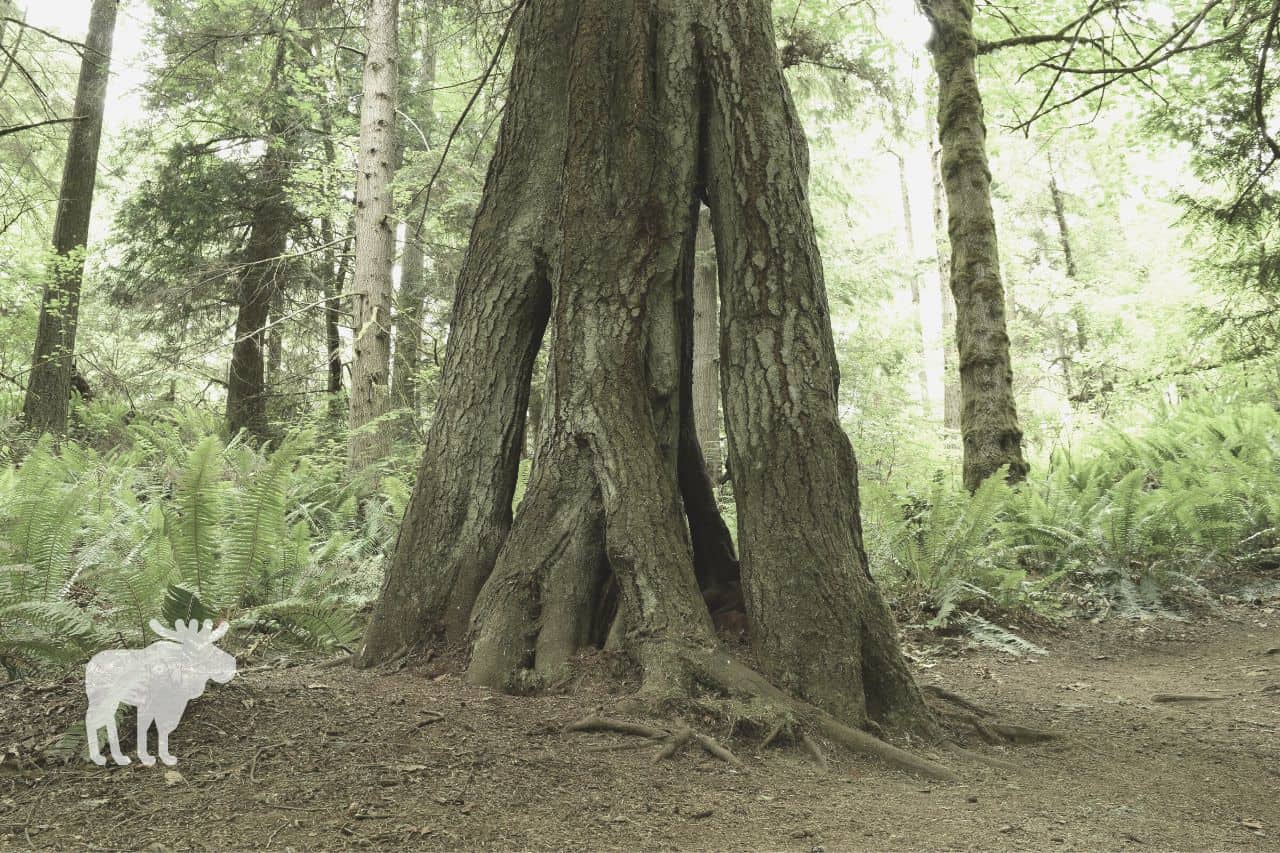 Why is the Western Hemlock Washington’s State Tree