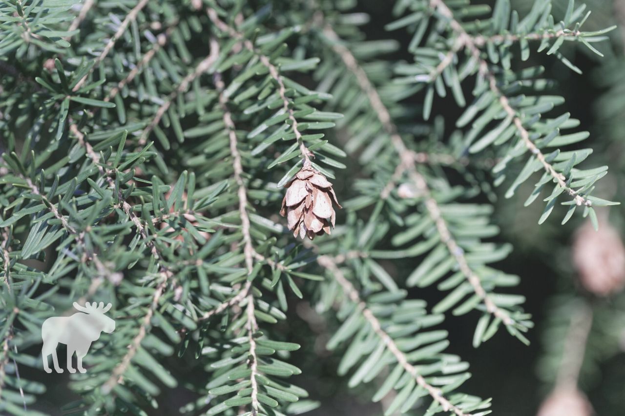 how does the western hemlock reproduce