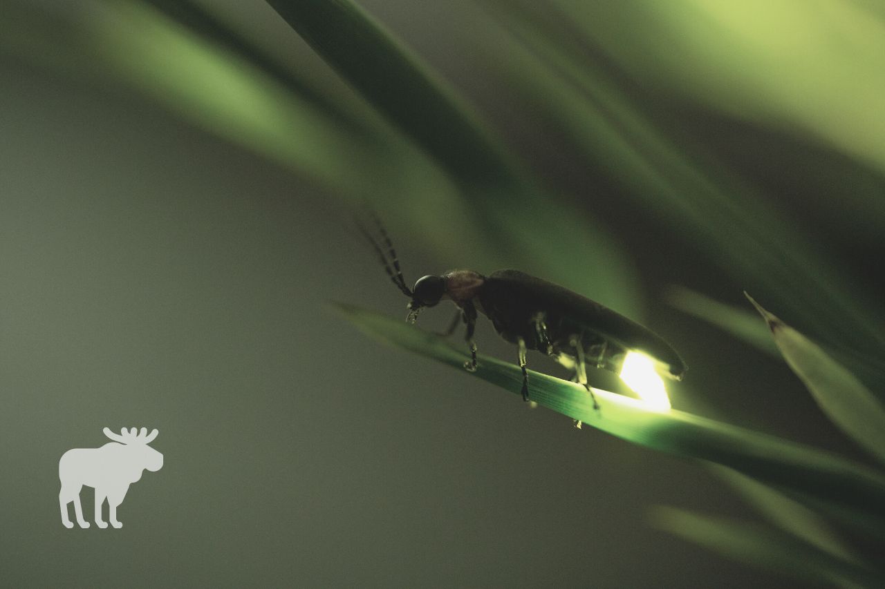 How Often Do Fireflies Light Up