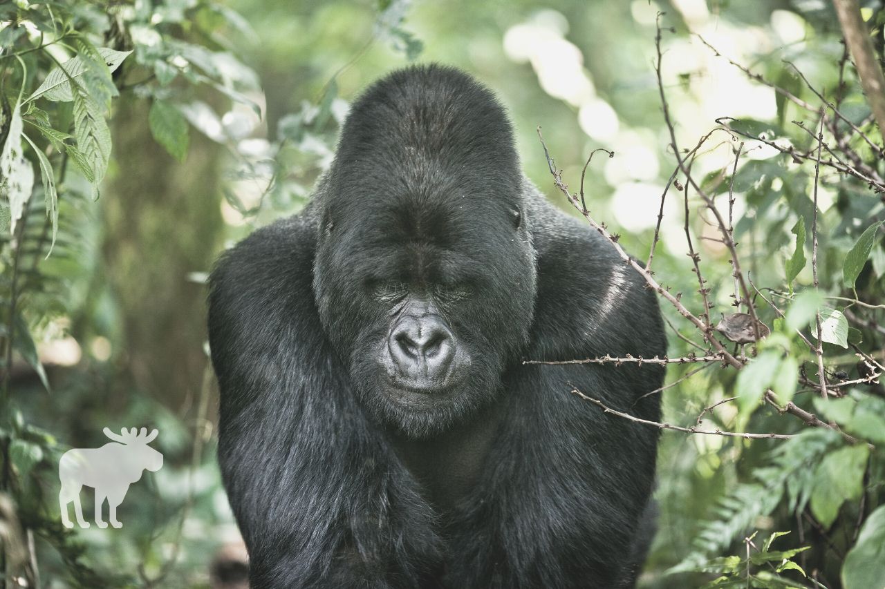 why do gorillas beat their chest