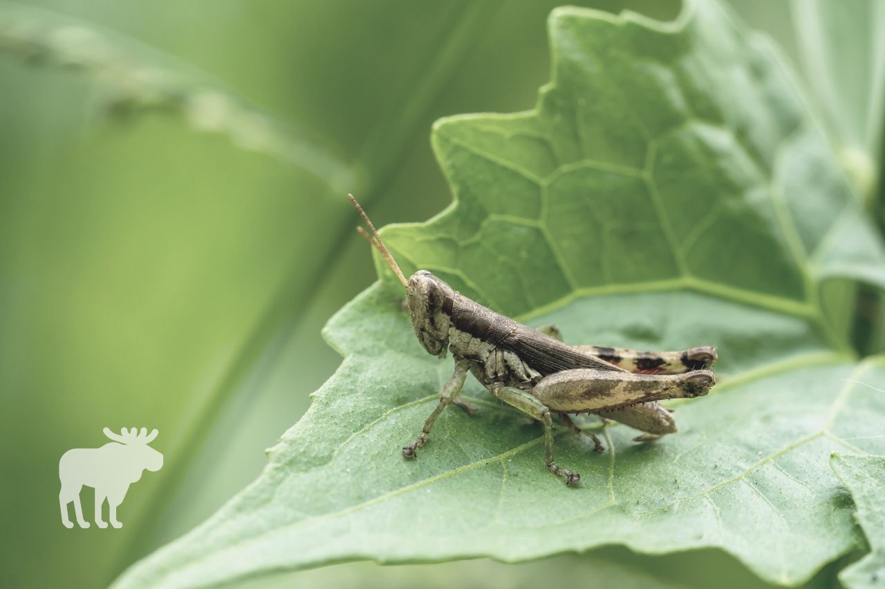 How Do Grasshoppers Mate