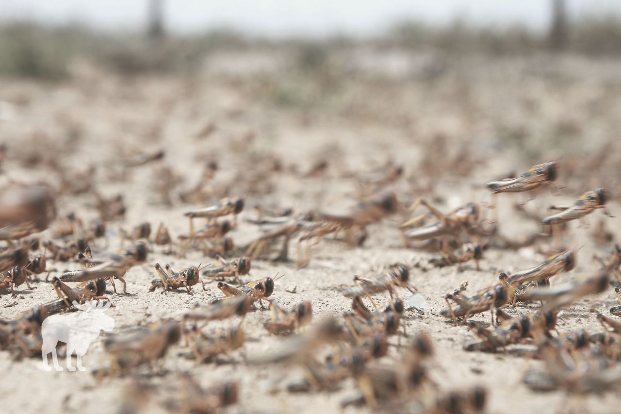 Locusts' Swarm