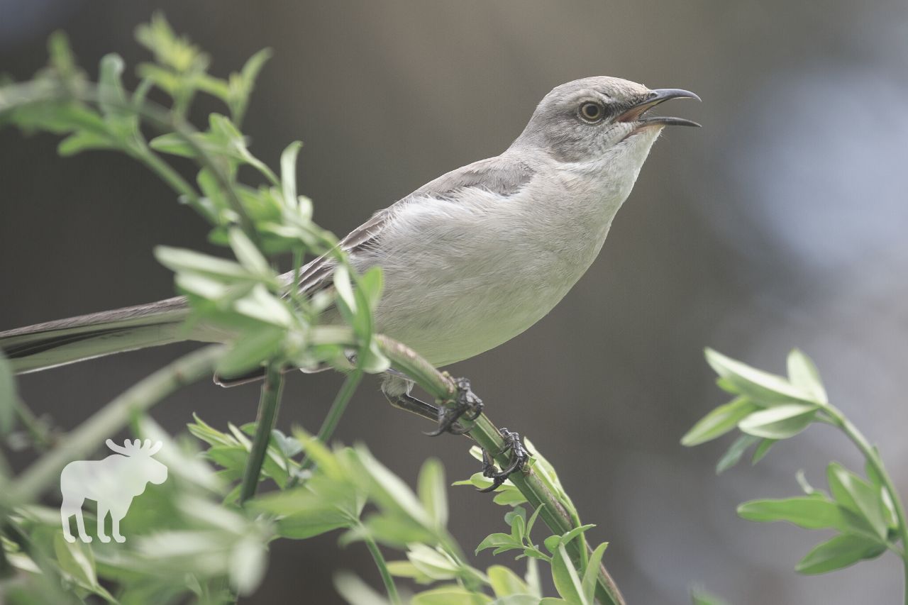 How to Keep Mockingbirds From Attacking