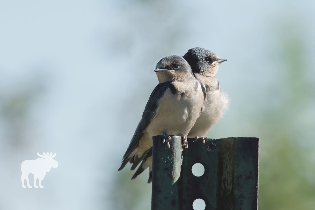 Are Barn Swallows Protected By Law