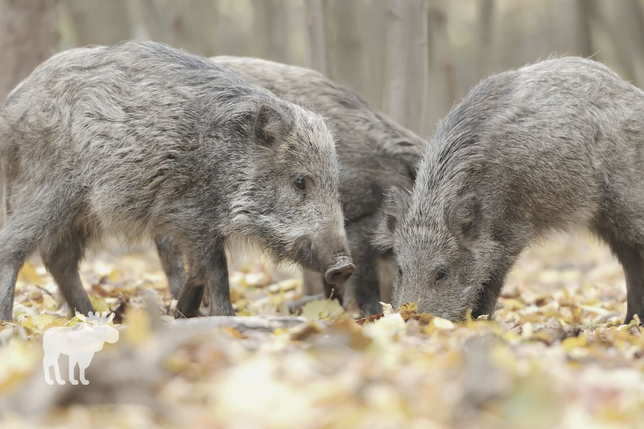 what do wild boar eat