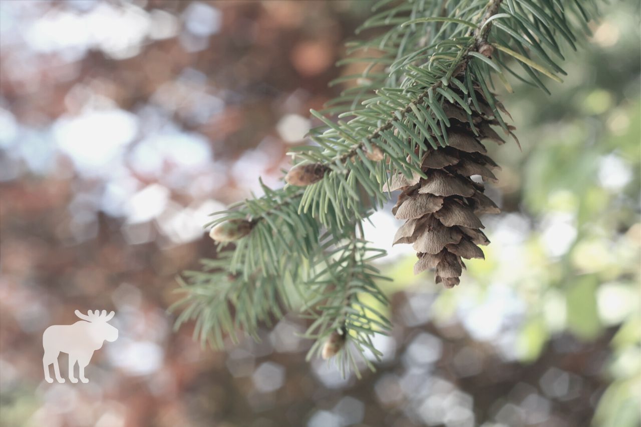 How to Save a Dying Douglas Fir