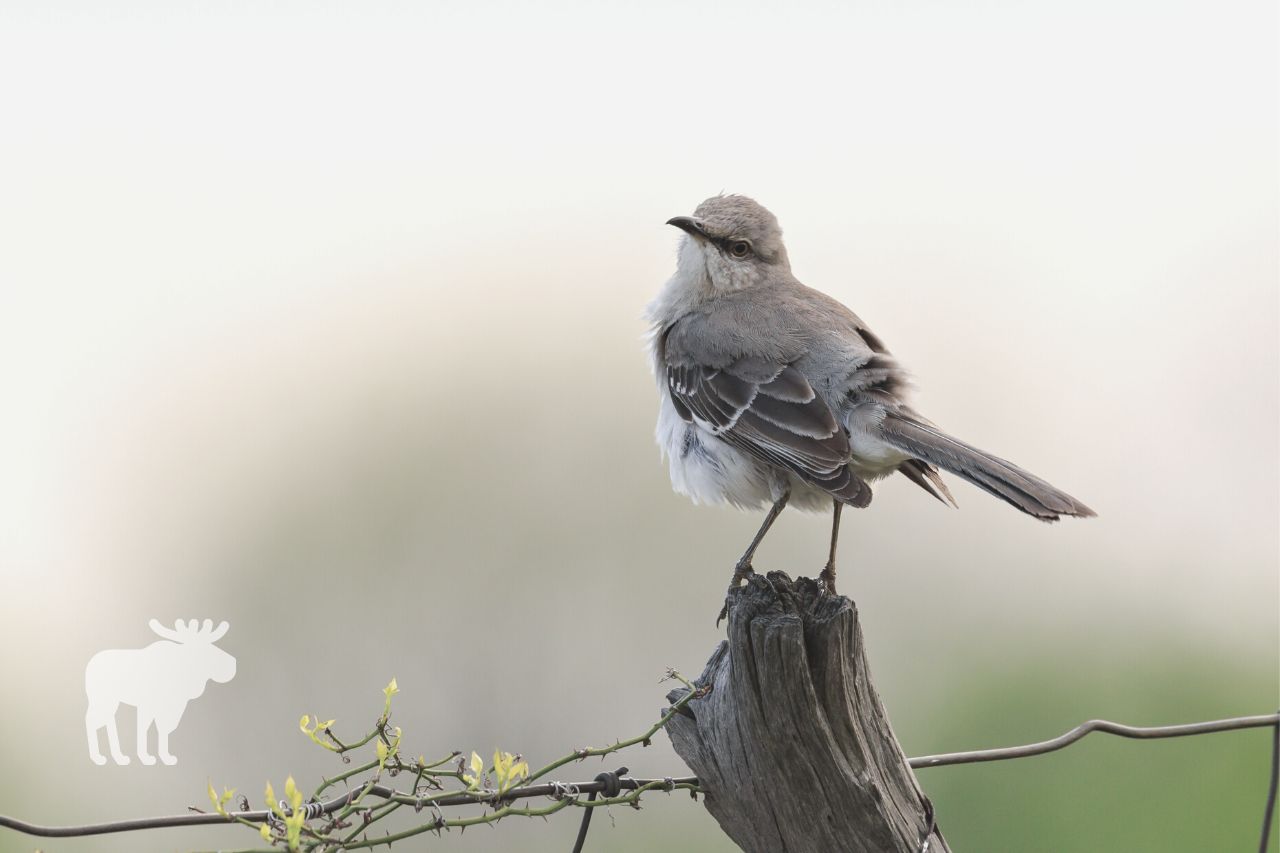 Best Ways to Attract Mockingbirds to Your Yard