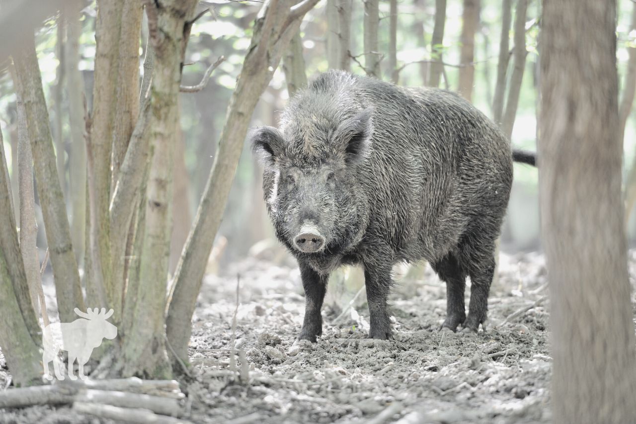 how dangerous are wild boars