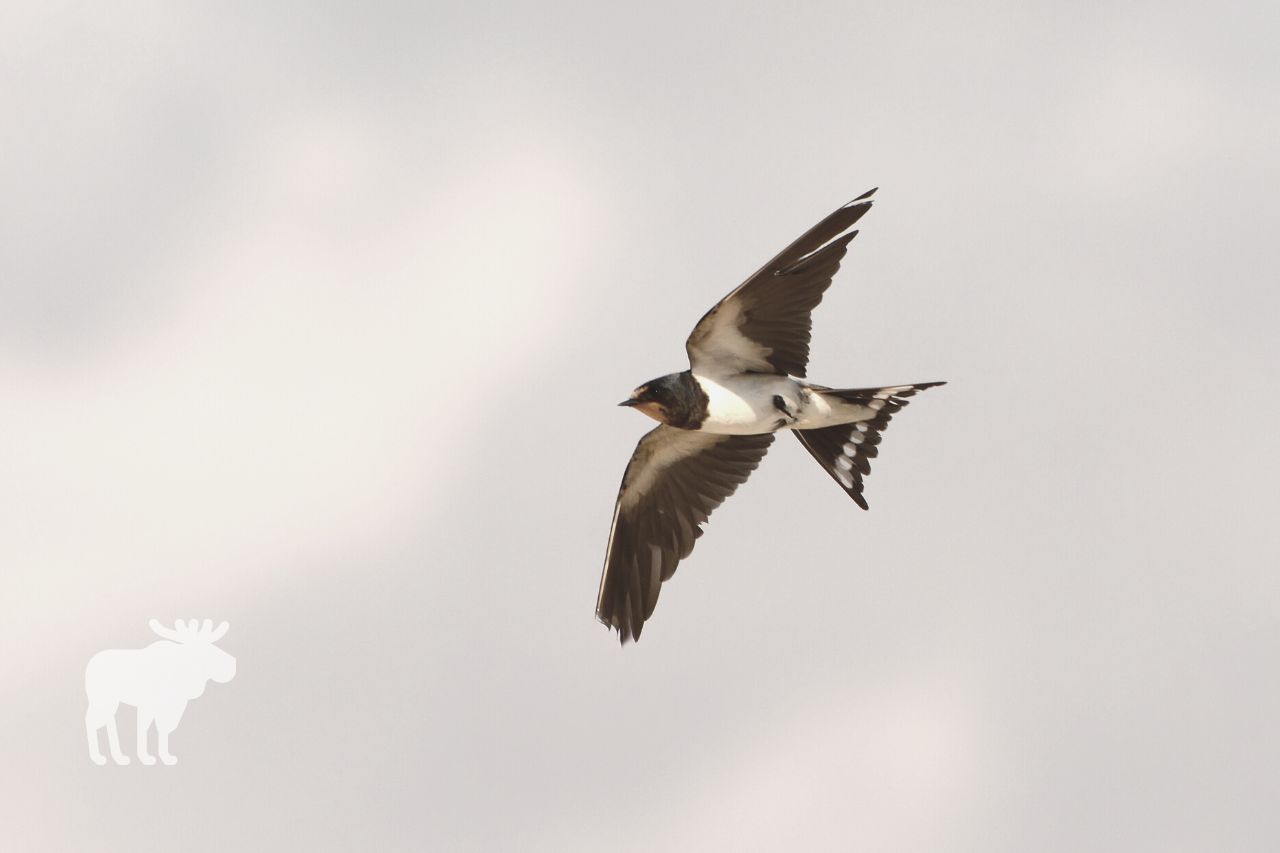 Why Do Barn Swallows Migrate