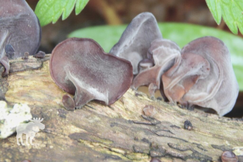 How to Identify Wood Ear Mushrooms?