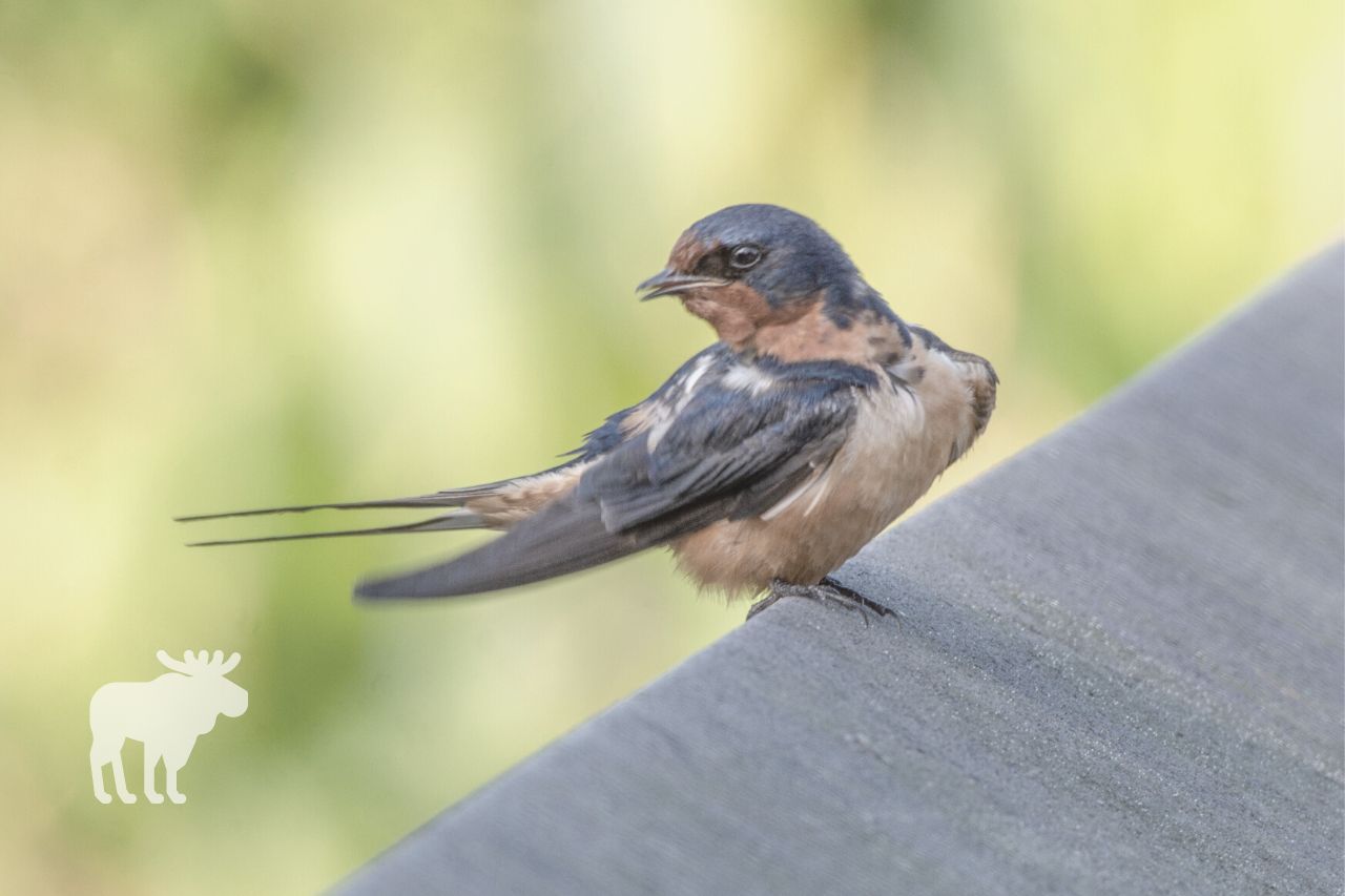How to Keep Barn Swallows Away