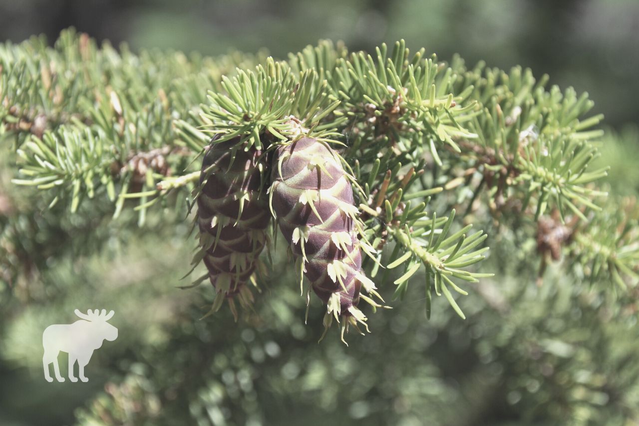 How To Tell If A Douglas Fir is Healthy