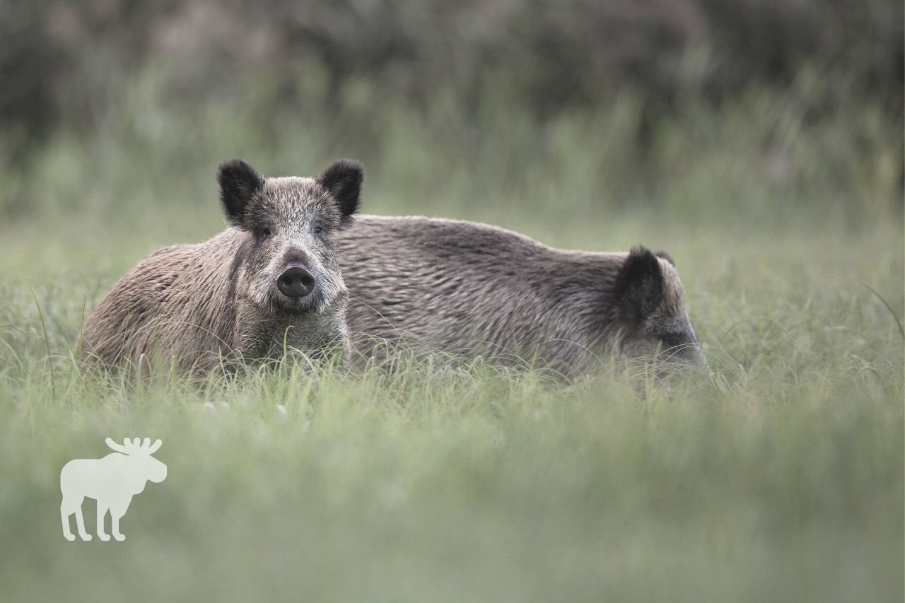 what to do if you see a wild boar