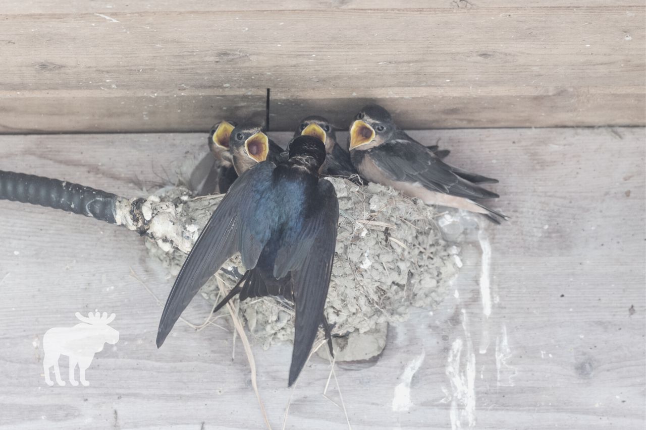 What is a Barn Swallow’s Diet