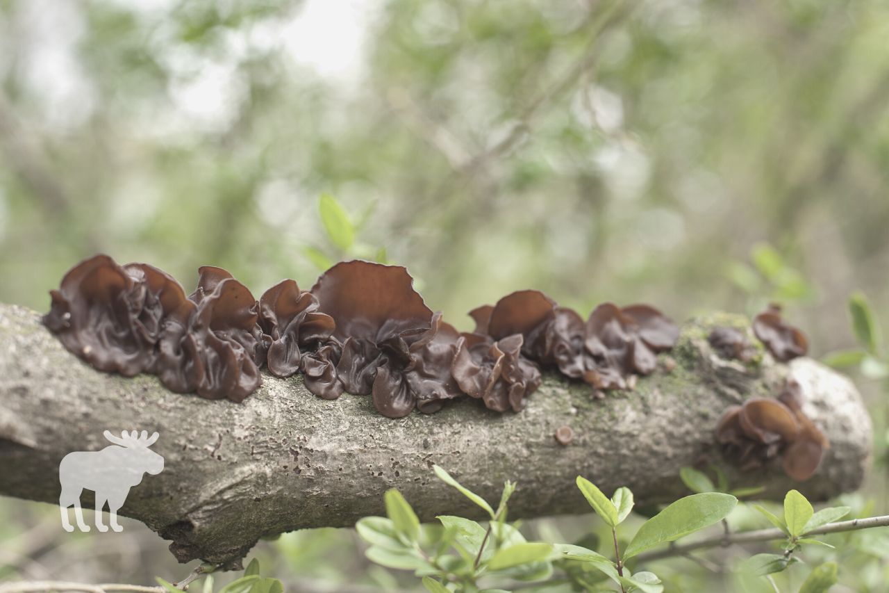 What Are Wood Ear Mushrooms