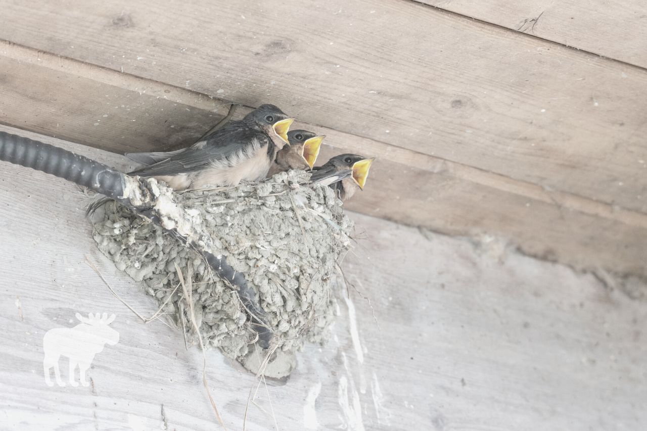 when can you knock down barn swallows nest