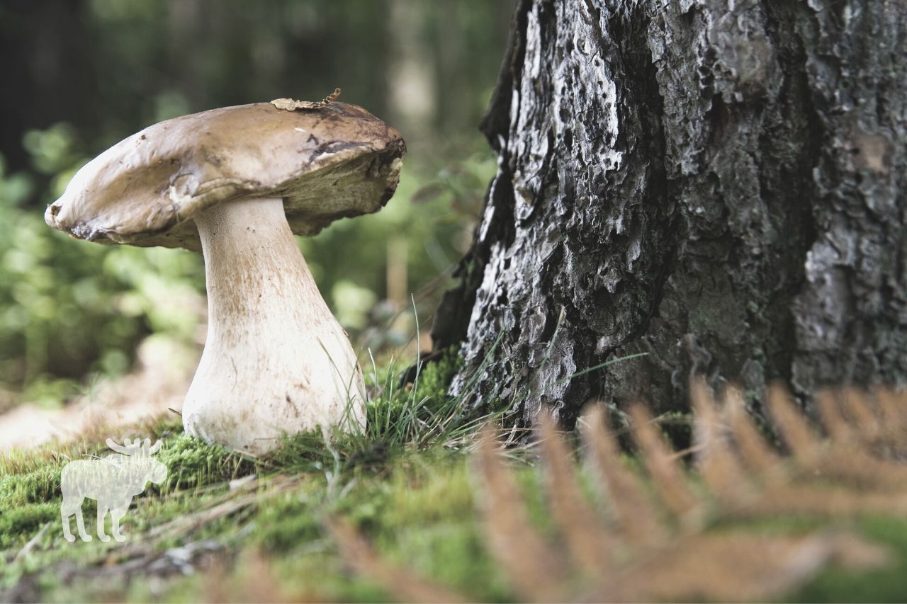 what animals eat bolete mushrooms