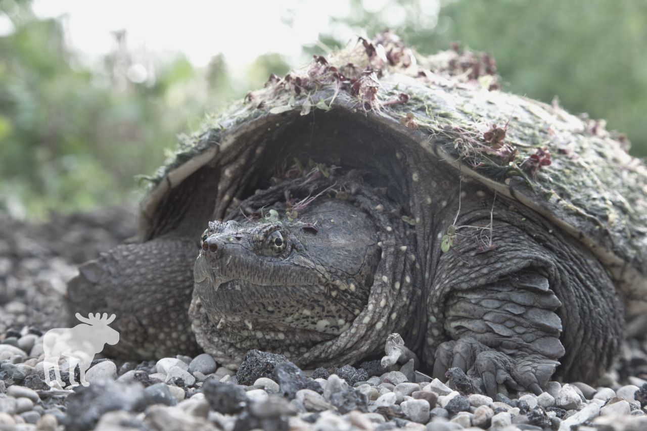 what happens if a snapping turtle bites you