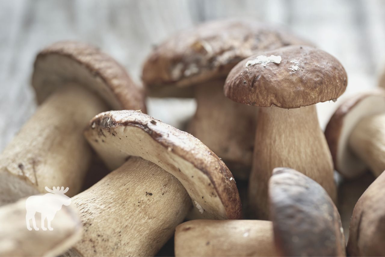 Cooking Bolete Mushrooms: The Prep Work