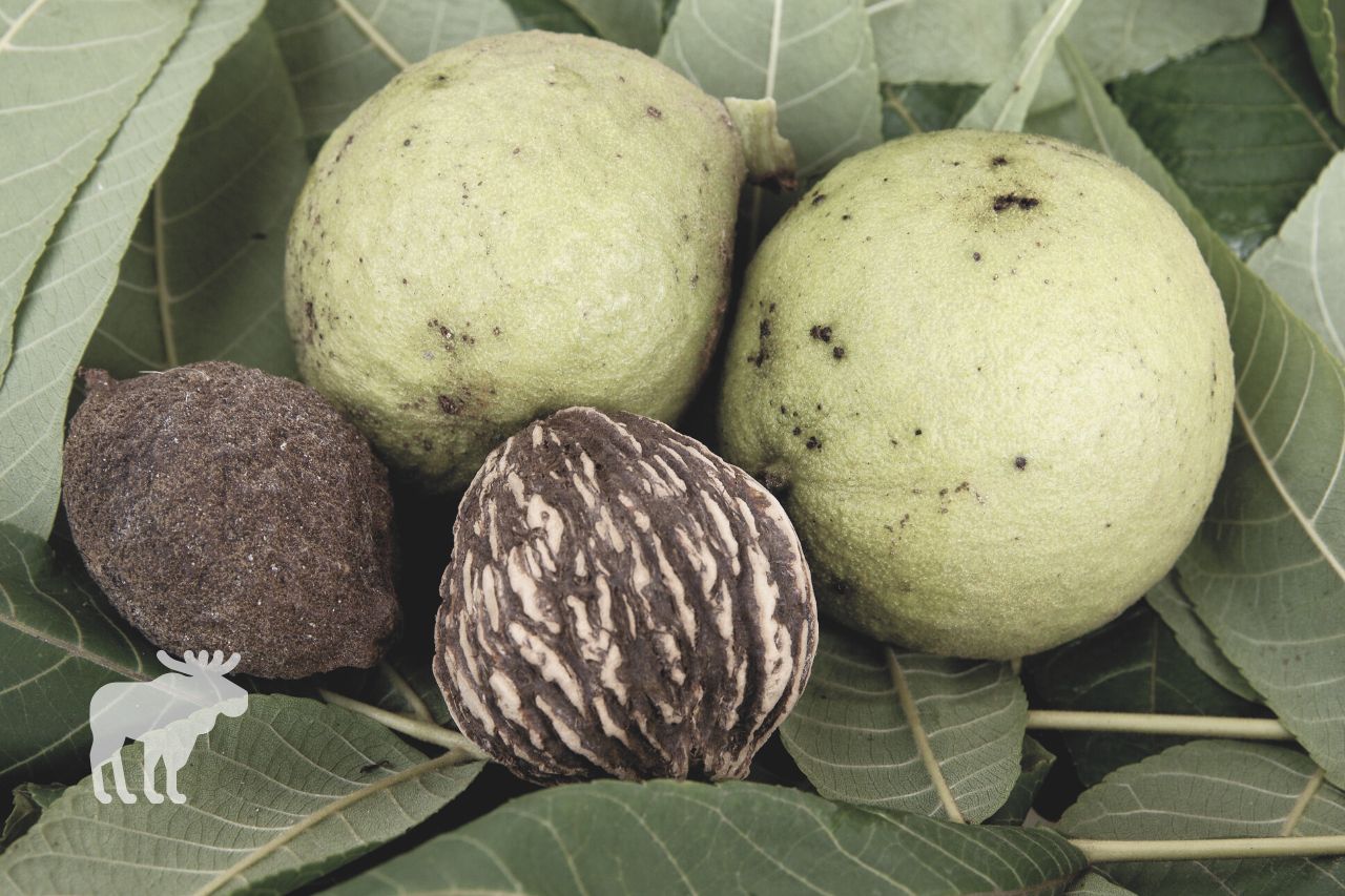 How to Start Black Walnut Trees From Seed