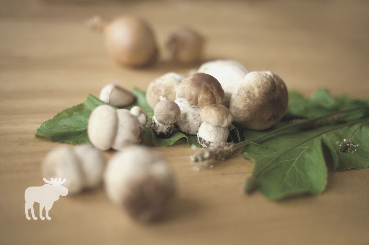 How to Cook Dried Bolete Mushrooms